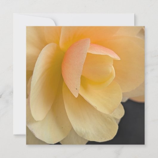 Buttery Begonia Note Card Bedankkaart (Voorkant)