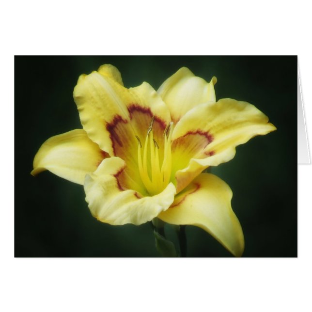 Buttery Yellow - Daylily (Voorkant Horizontaal)