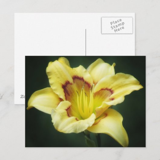 Buttery Yellow - Daylily Briefkaart (Voorkant / Achterkant)