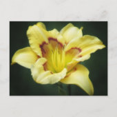 Buttery Yellow - Daylily Briefkaart (Voorkant)