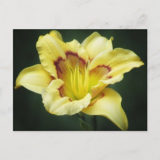 Buttery Yellow - Daylily Briefkaart (Voorkant)