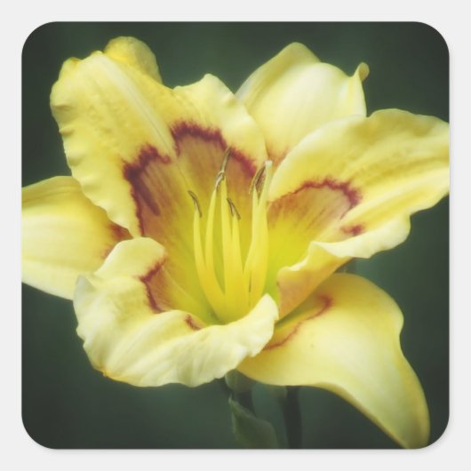 Buttery Yellow - Daylily Vierkante Sticker (Voorkant)