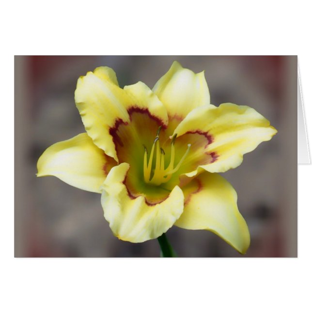 Buttery Yellow op Grey - Daylily (Voorkant Horizontaal)