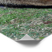 Buttocks of the Capybara-2 Poster (Hoek)