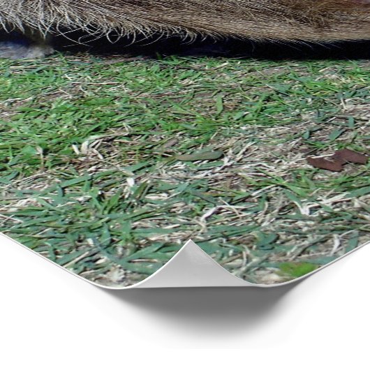 Buttocks of the Capybara-2 Poster (Hoek)