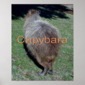 Buttocks of the Capybara-2 Poster (Voorkant)