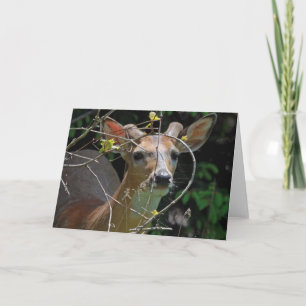 Button Buck 7 x 5 Gevouwen Wenskaart - leeg Kaart