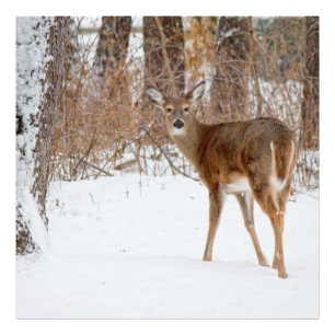 Button Buck Deer in Winter White Snowy Field Foto Afdruk