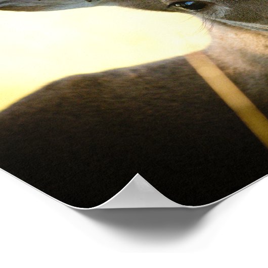 Button Buck Poster (Hoek)