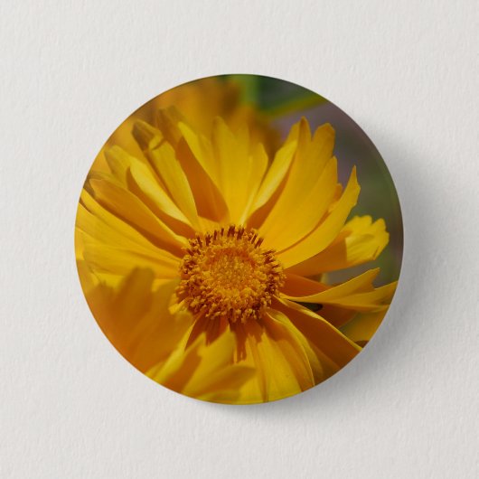 Button Coreopsis Flowers (Voorkant)