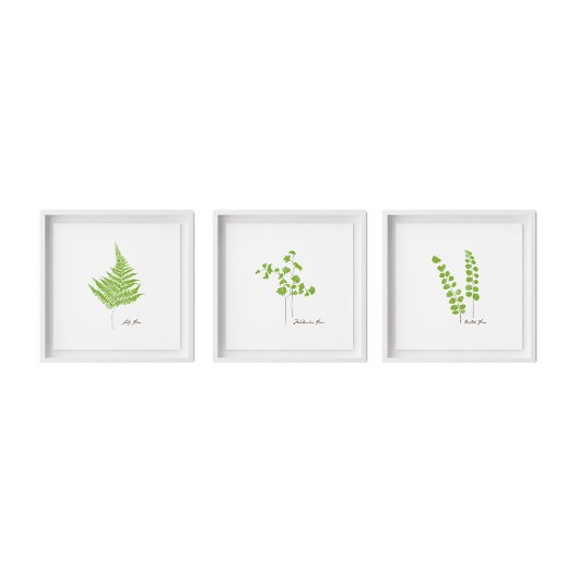 Button Fern Illustration | Serie Fern Poster