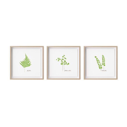 Button Fern Illustration | Serie Fern Poster