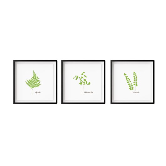 Button Fern Illustration | Serie Fern Poster