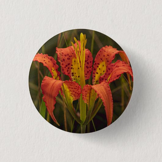 Button "Florida Lily" (Voorkant)