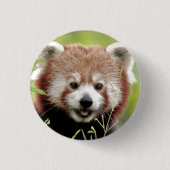 Button Foto red panda, animal 0049. (Voorkant)