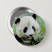 Button Foto reus panda, animal 0026. (Voorkant /achterkant)