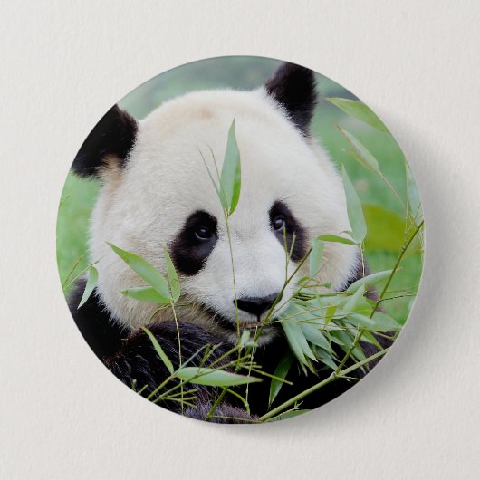 Button Foto reus panda, animal 0026. (Voorkant)