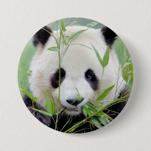 Button Foto reus panda, animal 0027. (Voorkant)