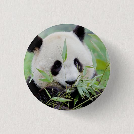 Button Foto reuzenpanda , animal 0036. (Voorkant)