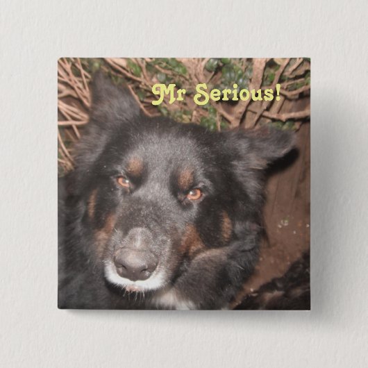 Button Husky Collie Cross (Voorkant)
