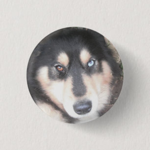 Button Husky One Blue Eye One Brown Eye