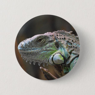Button met hoofd van de kleurrijke Iguana hagedis