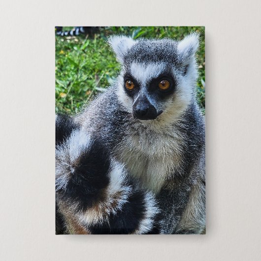 Button met Ringstaartmaki – Unieke Dierenprint (Voorkant)