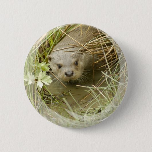 Button Otter Habitat (Voorkant)