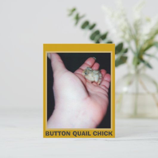 BUTTON QUAIL CHICK BRIEFKAART (Staand voorkant)