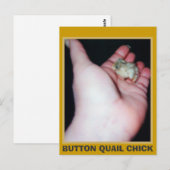 BUTTON QUAIL CHICK BRIEFKAART (Voorkant / Achterkant)