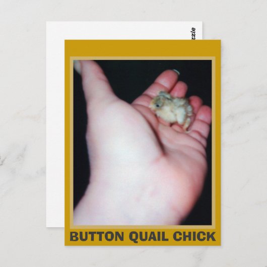 BUTTON QUAIL CHICK BRIEFKAART (Voorkant / Achterkant)