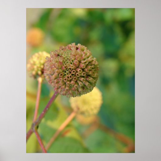 Button Struik #2 Poster (Voorkant)