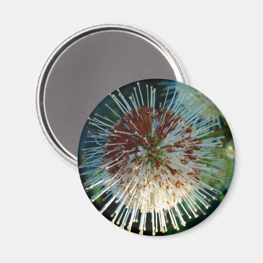 Button Struik Magneet (Voorkant / Achterkant)