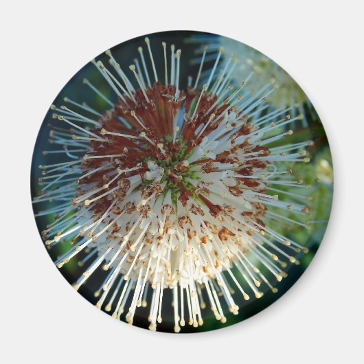 Button Struik Magneet (Voorkant)