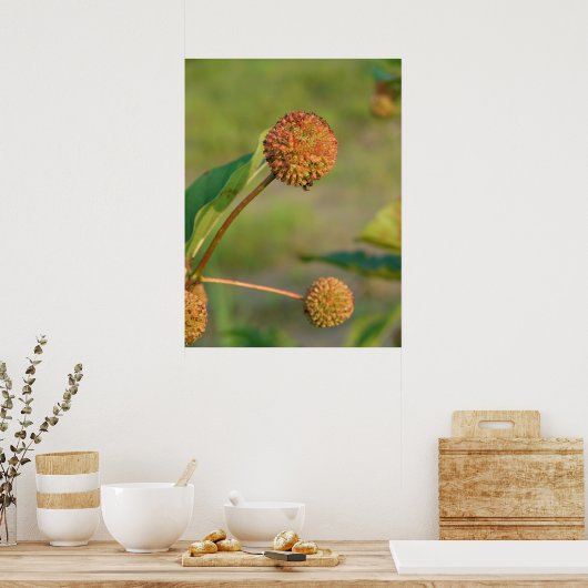 Button Struik Poster (Keuken)