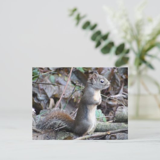 Button the Douglas Squirrel Postcard Briefkaart (Staand voorkant)
