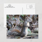 Button the Douglas Squirrel Postcard Briefkaart (Voorkant / Achterkant)