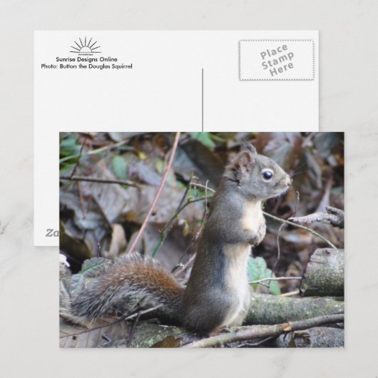Button the Douglas Squirrel Postcard Briefkaart (Voorkant / Achterkant)