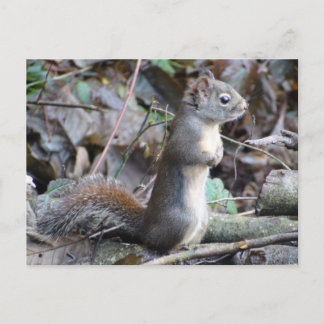 Button the Douglas Squirrel Postcard Briefkaart