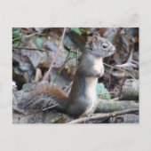 Button the Douglas Squirrel Postcard Briefkaart (Voorkant)