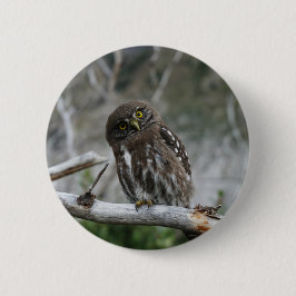 Button van de noordelijke Pygmy Owl