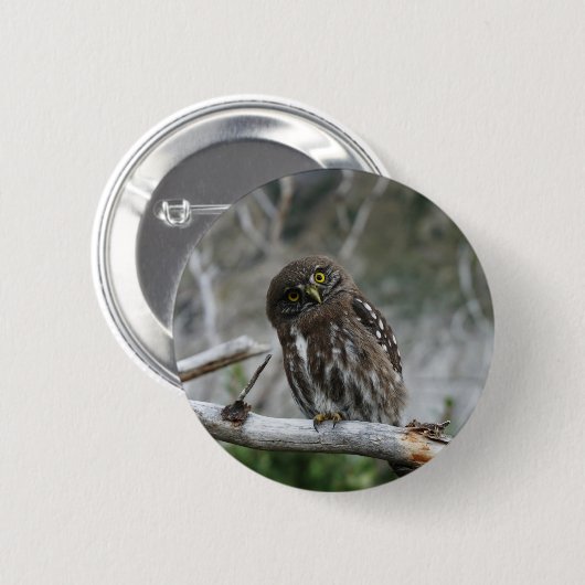 Button van de noordelijke Pygmy Owl (Voorkant /achterkant)