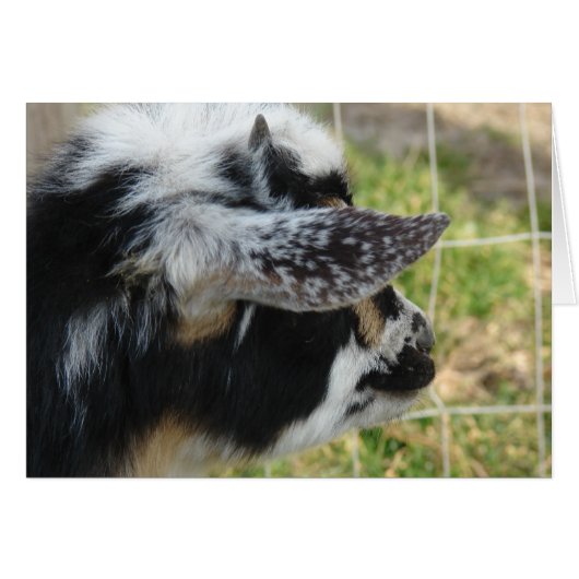 Buttonnen die naar buiten kijken (Voorkant Horizontaal)