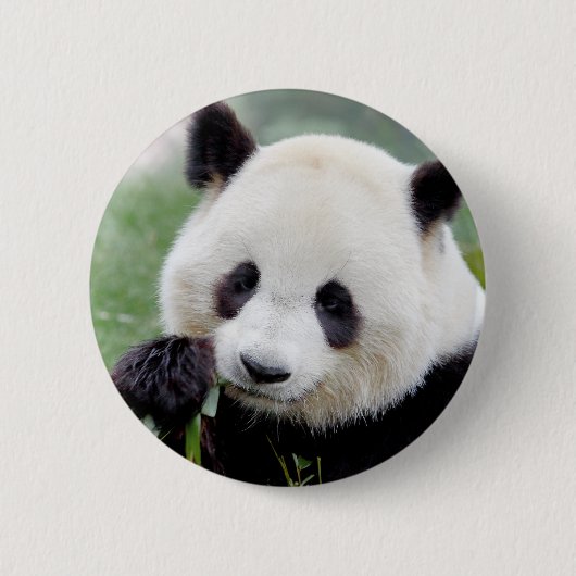 Buttonnen reusachtige panda. Panda-wedstrijd. Ronde Button 5,7 Cm (Voorkant)