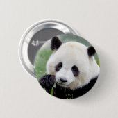 Buttonnen reusachtige panda. Panda-wedstrijd. Ronde Button 5,7 Cm (Voorkant /achterkant)