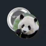 Buttonnen reusachtige panda. Panda-wedstrijd. Ronde Button 5,7 Cm<br><div class="desc">Hou je van mijn producten? Wil je me steunen?
Liefde en deel mijn producten.

Met vriendelijke groet.
—

Vous aimez mes produits? Vous voulez me soutenir?
Aimez et partager mes produits.

Merci.</div>