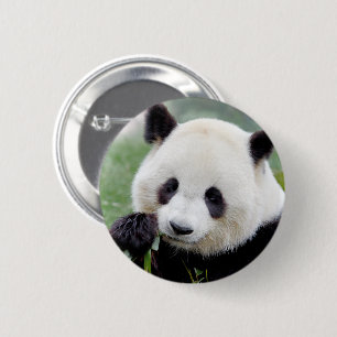 Buttonnen reusachtige panda. Panda-wedstrijd. Ronde Button 5,7 Cm