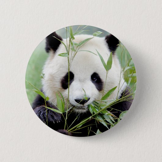 Buttonnen reusachtige panda. Panda-wedstrijd. Ronde Button 5,7 Cm (Voorkant)