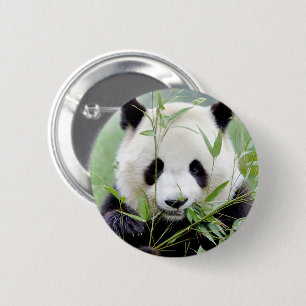Buttonnen reusachtige panda. Panda-wedstrijd. Ronde Button 5,7 Cm
