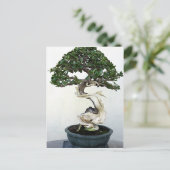 Buttonwood Bonsai Tree Briefkaart (Staand voorkant)